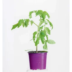 Sale Bio Gourmet Tomaten Indigo Rose Topf Durchmesser 11 cm