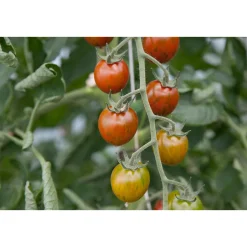Hot Bio Gourmet Tomaten Venusbrüstchen Topf Durchmesser 11 cm