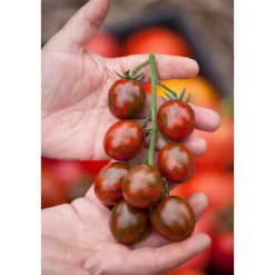 Hot Bio Gourmet Tomaten Venusbrüstchen Topf Durchmesser 11 cm