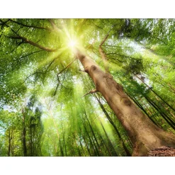 New Pro-Art Canvas-Art Wald 60 x 80 cm