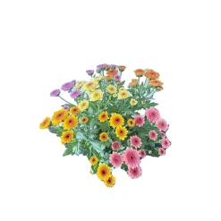 Hot Chrysantheme Jellyfish 5-farbig im 14 cm Topf