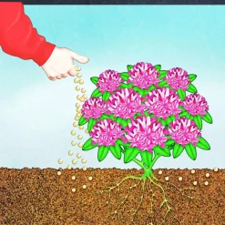 Best Compo BIO Rhododendron- und Hortensien Langzeit-Dünger mit Schafwolle
