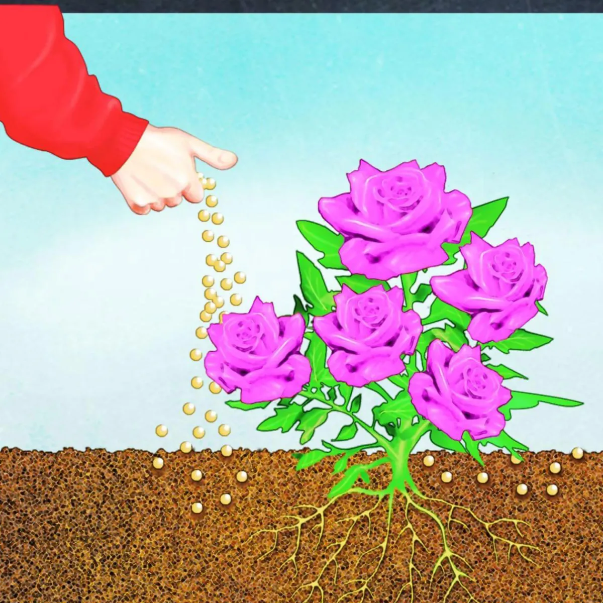 Best Compo BIO Rosen Langzeit-Dünger mit Schafwolle