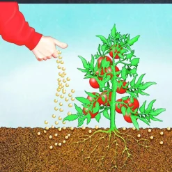 Best Compo BIO Tomaten Langzeit-Dünger mit Schafwolle 750 g