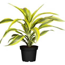 Online Drachenbaum Topf- Durchmesser 17 cm