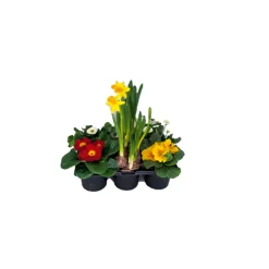 Online Plantiflor Frühlingsboten verschiedene Farben 6er-Pack