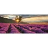 New Pro-Art Glas-Art Silence 30 x 80 Glasbild