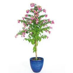 Best Haveson Pflanztopf Bern II Durchmesser 21 x 20 cm glasiert