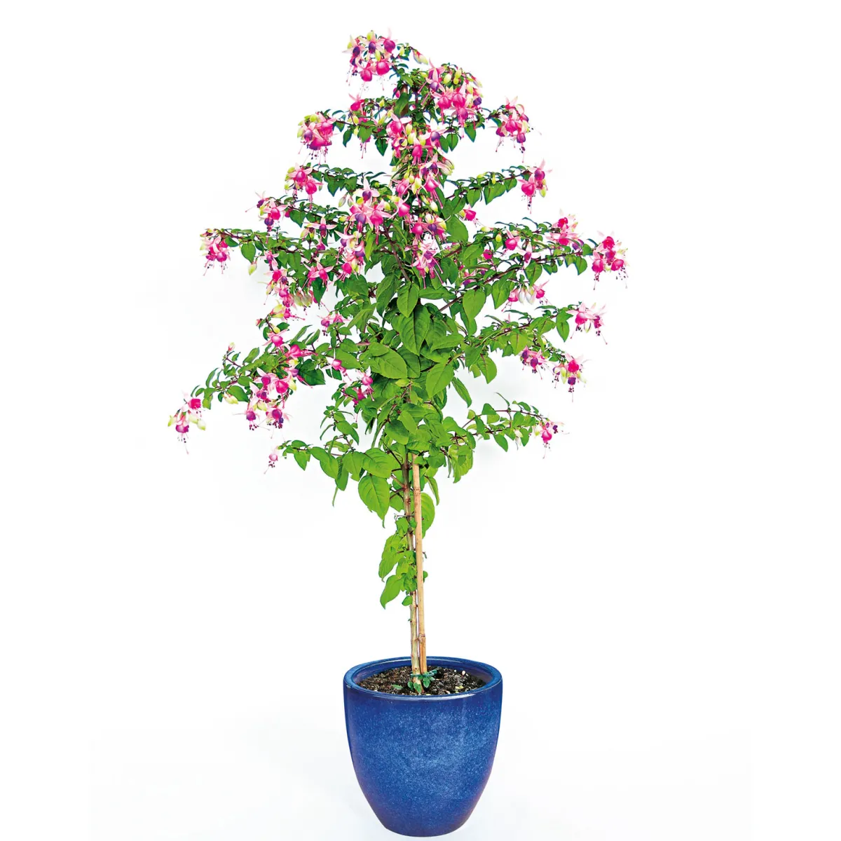Best Haveson Pflanztopf Bern II Durchmesser 21 x 20 cm glasiert
