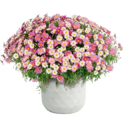 Discount Haveson Pflanztopf Big Diamond 44 x 44 x 44 cm weiß