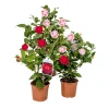 Best Japanische Kamelie Topf Durchmesser 15 cm