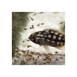 Sale JBL PRONOVO BEL GRANO BABY 3 x 10ml