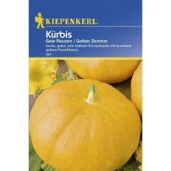 Sale Kiepenkerl Kürbis Gele Reuzen Gelber Zentner