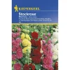 Outlet Kiepenkerl Stockrosen Mischung