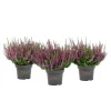 Hot Knospenblüher Beauty Ladies Topf- Durchmesser 11 cm