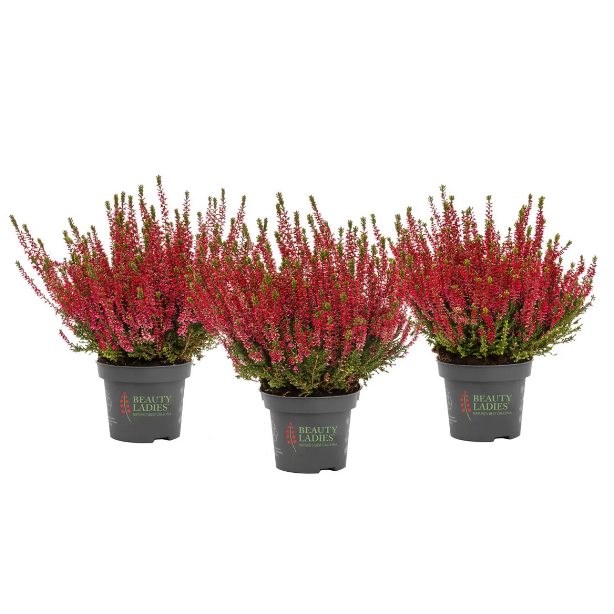 Hot Knospenblüher Beauty Ladies Topf- Durchmesser 11 cm