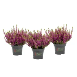Hot Knospenblüher Beauty Ladies Topf- Durchmesser 11 cm