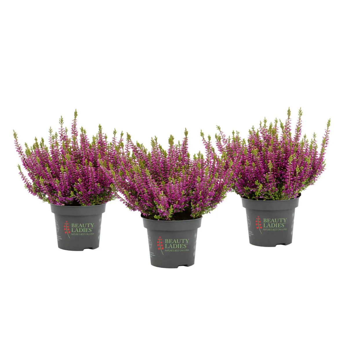 Hot Knospenblüher Beauty Ladies Topf- Durchmesser 11 cm