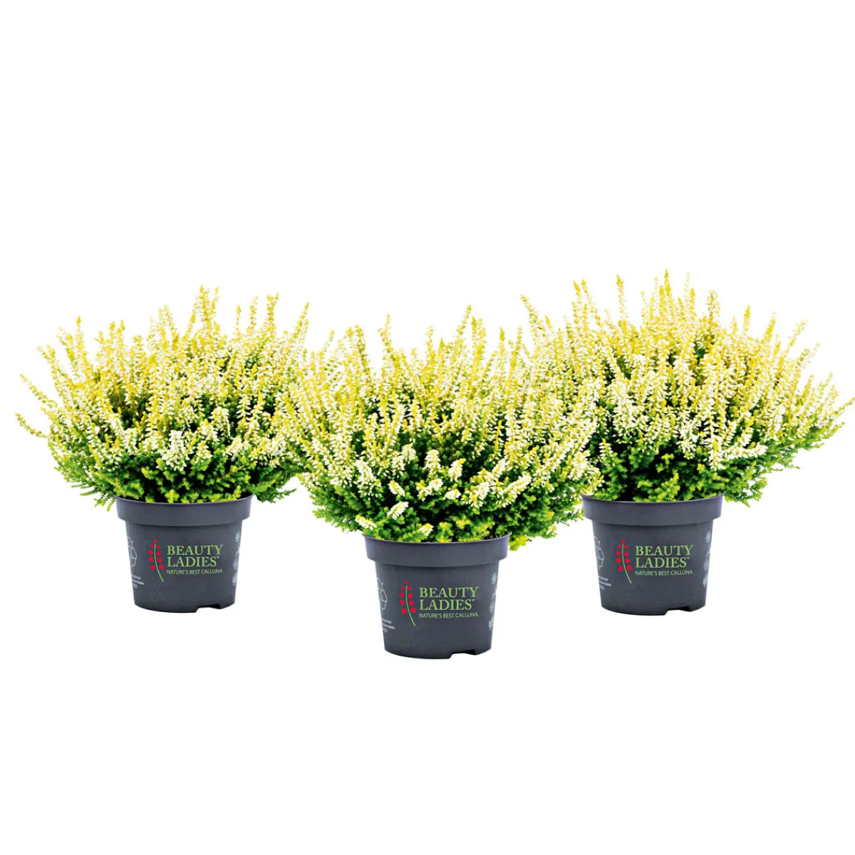 Hot Knospenblüher Beauty Ladies Topf- Durchmesser 11 cm