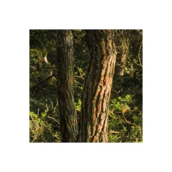 Clearance Komar Vlies Fototapete Blütenzauberwald 450x280 cm