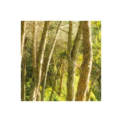 Clearance Komar Vlies Fototapete Blütenzauberwald 450x280 cm
