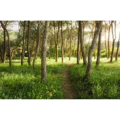 Clearance Komar Vlies Fototapete Blütenzauberwald 450x280 cm