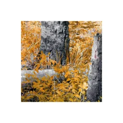 Discount Komar Vlies Fototapete Colorful Aspenwoods 450x280 cm
