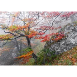 Sale Komar Vlies Fototapete Euphoria 300x200 cm
