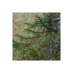 Sale Komar Vlies Fototapete Euphoria 300x200 cm