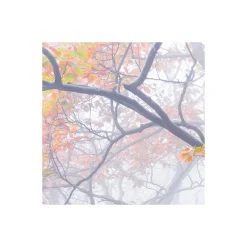 Sale Komar Vlies Fototapete Euphoria 300x200 cm
