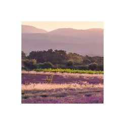 Sale Komar Vlies Fototapete Lavender Dream 450x280 cm