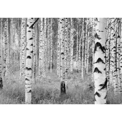 Outlet Komar Vlies-Fototapete Woods 4-teilig 368 x 248 cm