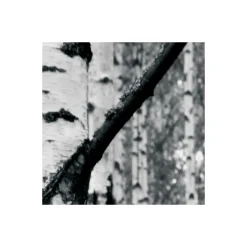 Outlet Komar Vlies Fototapete Woods 400x270 cm