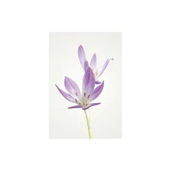 Online Komar Wandbild Autumn Crocus 40x50 cm