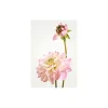 Clearance Komar Wandbild Dahlia 40x50 cm