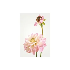 Clearance Komar Wandbild Dahlia 40x50 cm