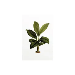 New Komar Wandbild Elastica Leaf 40x50 cm