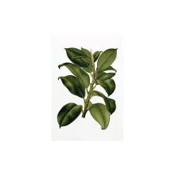 Discount Komar Wandbild Elastica Tree 50x70 cm