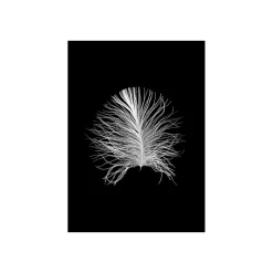 Hot Komar Wandbild Feather Black 50x70 cm