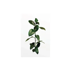 Outlet Komar Wandbild Ficus Branch 50x70 cm