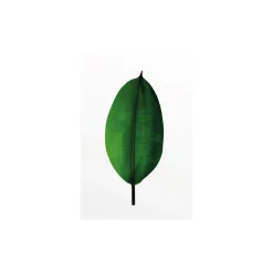 Online Komar Wandbild Ficus Leaf 50x70 cm