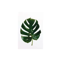 Discount Komar Wandbild Monstera Leaf 40x50 cm
