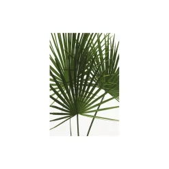 Komar Wandbild Palmtree Leaves 50x70 cm