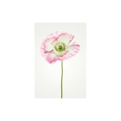 Best Komar Wandbild Poppy 50x70 cm