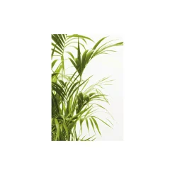 Komar Wandbild Reed Leaves- 50x70 cm