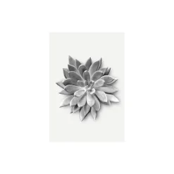 Komar Wandbild Succulent Agave 40x50 cm