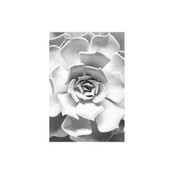 Online Komar Wandbild Succulent Closeup 50x70 cm