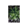 Sale Komar Wandbild Succulent Single 40x50 cm