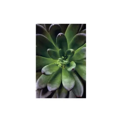 Sale Komar Wandbild Succulent Single 40x50 cm