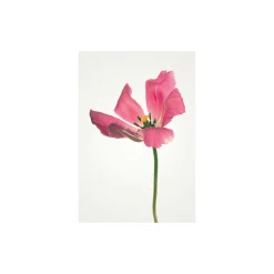 Sale Komar Wandbild Tulip 50x70 cm